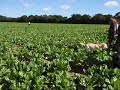 Charlie Training in Suffolk