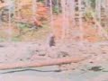Roger Patterson/Bob Gimlin Bigfootage - Color Corrected