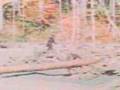 Roger Patterson/Bob Gimlin Bigfootage - Color Corrected