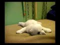 Der Knutsong - www.KittyUndKnut.de