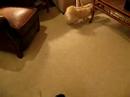 Pug Puppy and Pekingese Playing Part 3