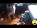 funny videos babies laughing at dogs