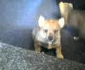 sophie (vallhund) and friends