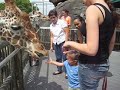 feeding giraffes @ the zoo