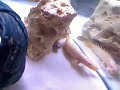 My Freshwater Tank w/ Bichir, stingray, discus, needle fish