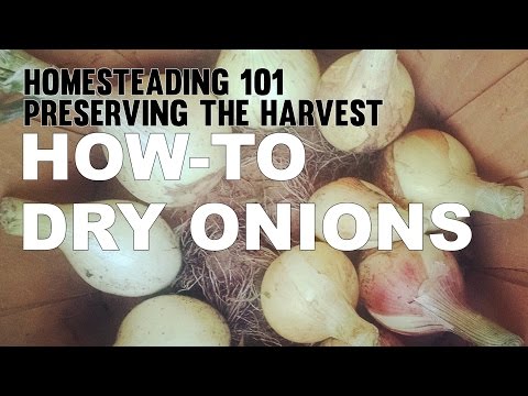 how to dry onions after harvest