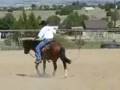 videos de Ricky Bobby and the stock whip