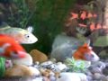 Meus Peixes Ornamentais 