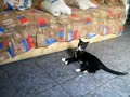 Gatos ninjas: banana vs a manca
