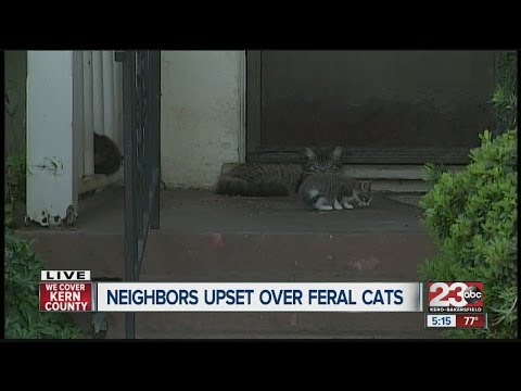 Homeowners upset that neighbors feed feral cats