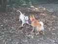 今日も走ったワン。