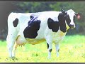 damian y el toyo - sra vaca