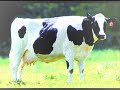 damian y el toyo - sra vaca