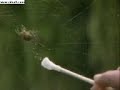 The wood Spider The wood Spider