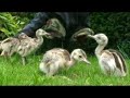 Rheas Rheas