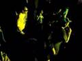 videos de mbp rigeo sergio dj pita  tirate un paso