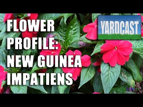 how to fertilize new guinea impatiens