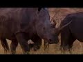 White Rhino survival