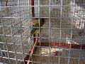 canary bird canary bird