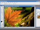Photoshop (Leaf)