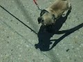 dog walks dog dog walks dog