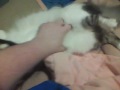 Another video about Bowie. I was on Skype with Martin at the time so you might hear him say CONJURER at the end. XD ... bowie cats funny whiteash001 whiteash002 