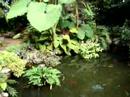 Goldfish Pond Lincoln Park