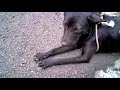 Dog Tied Up with No Water - MG8