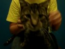 Marquette County Humane Society - Mr. Edseal