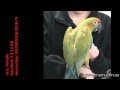 Red-fronted Macaw (Ara rubrogenys) 2674 priam.com.au
