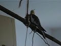 the-kea-a-flightless-parrot-of-nz.html