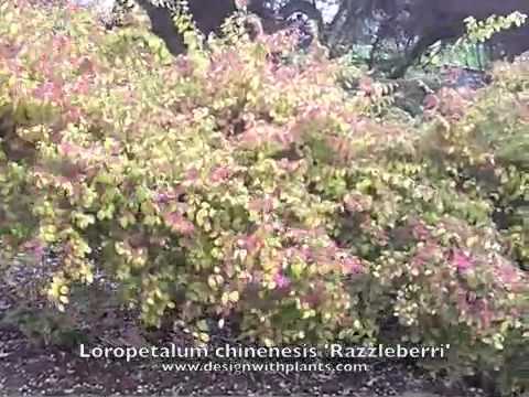 how to transplant loropetalum