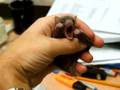 young fruit bat