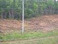Moose near Corner Brook