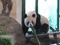 Yang Yang, Zoo Vienna