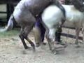 INSEMINACION ARTIFICIAL EQUINOS equine insemination 01