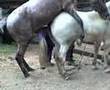 INSEMINACION ARTIFICIAL EQUINOS equine insemination 01