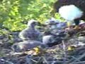 Eaglets feeding Eaglets feeding