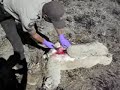 Sheep Autopsy Sheep Autopsy