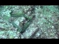 Diving Atami
