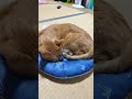 移動した後はひんやりクッションの上で寝てますね😺#toraneko #cat #かわいい猫 #cute #cutecat #茶トラ猫 #猫のいる暮らし #猫のいる生活 #猫好きさんと繋がりたい #癒し