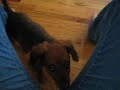 ziggy dauschund puppy cute