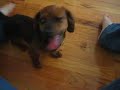 the-cutest-puppy-in-the-world-in-pictures.html