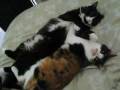 videos de Jack Does It Best.WMV