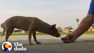 Dog Who Lived In Parking Lot For Years Wags Her Body Nonstop Now | The Dodo Faith = Restored by The Dodo
