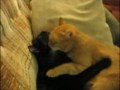 Котик и Кошечка - Настоящая Любовь!