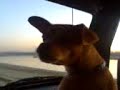 Baby Singing