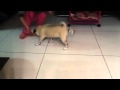 Fat bulldog funny walking in shoes