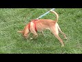 Wag On Inn Rescue Duffy Southern Chihuahua mix male video two