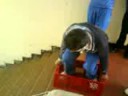 JACKASS CALDAS 3